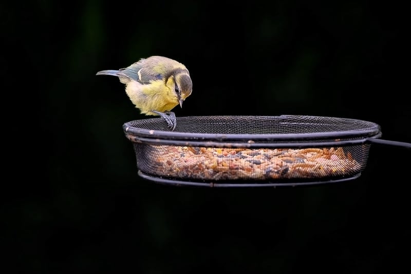 Upcycled Bottle Bird Feeder